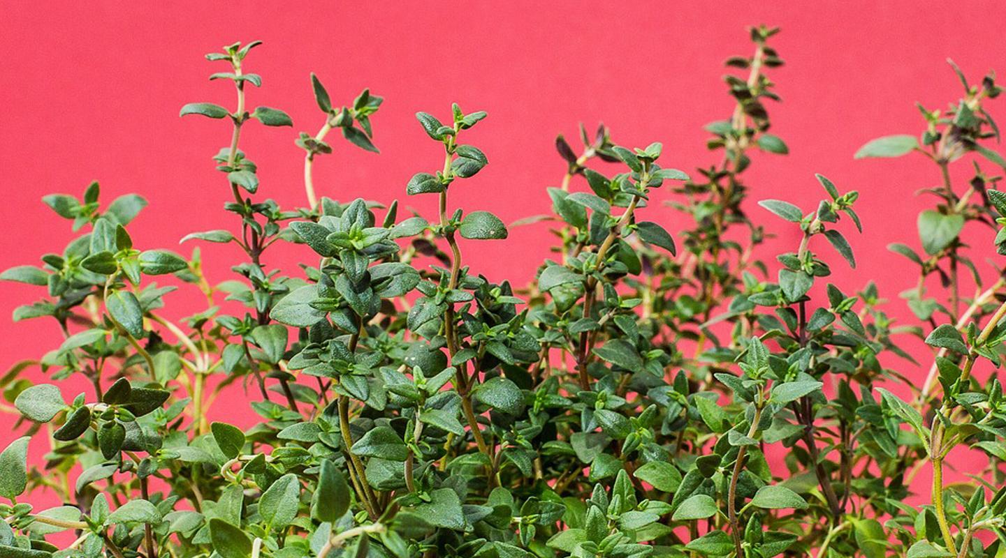 Thyme, Bumbu Rempah dengan Aroma Khas
